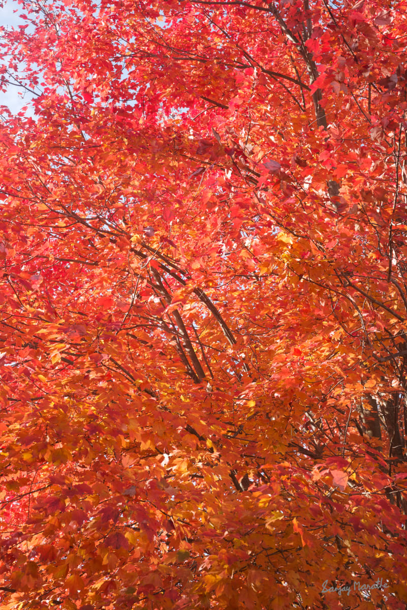 Maple On Fire-1, Fall Foliage by Sanjay Marathe  Image: Captured in their full autumn glory, this series of photographs showcases the striking red vibrancy of maple leaves. Each image reflects the timeless beauty and warmth of fall as nature paints the landscape with bold, fiery colors.