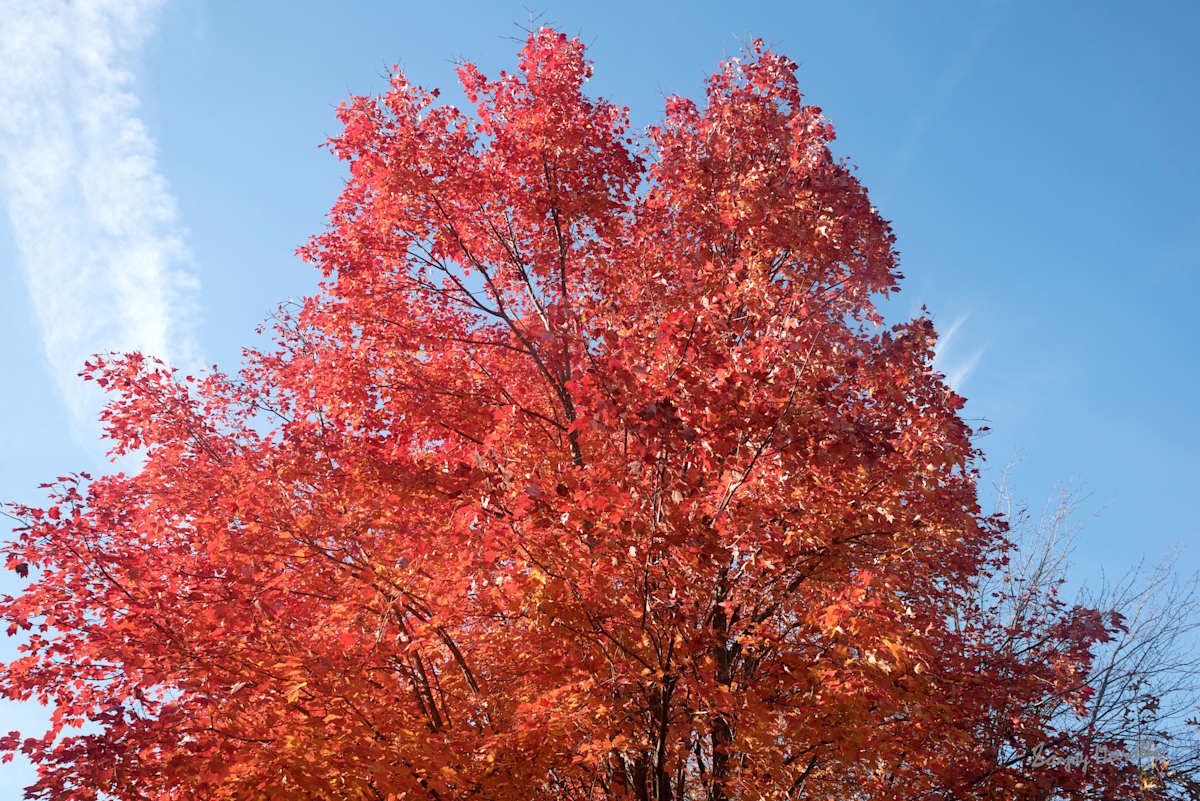 Red Maple-2, Fall Colors by Sanjay Marathe, Image 2.