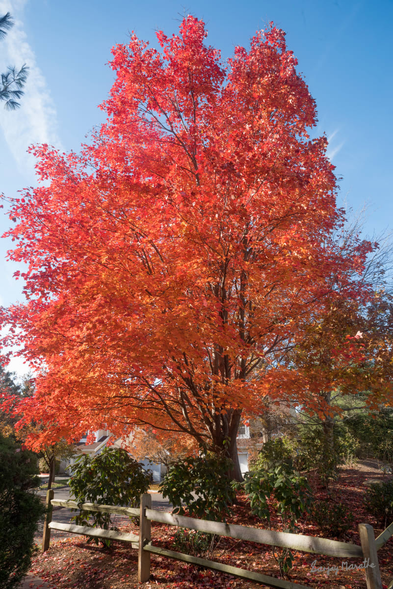 Red Maple, Fall Colors by Sanjay Marathe  Image: Captured in their full autumn glory, this series of photographs showcases the striking red vibrancy of maple leaves. Each image reflects the timeless beauty and warmth of fall as nature paints the landscape with bold, fiery colors.