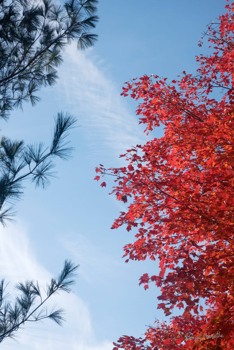 Juxtapose-1, Abstract by Sanjay Marathe  Image: The intense red vibrancy of the maple tree sharply contrasts with the starkness of the nearby conifer, against the blue sky and white clouds. I chose to photograph them together, as their striking difference serves as a vivid reminder of life’s inherent contradictions and the beauty found within them.