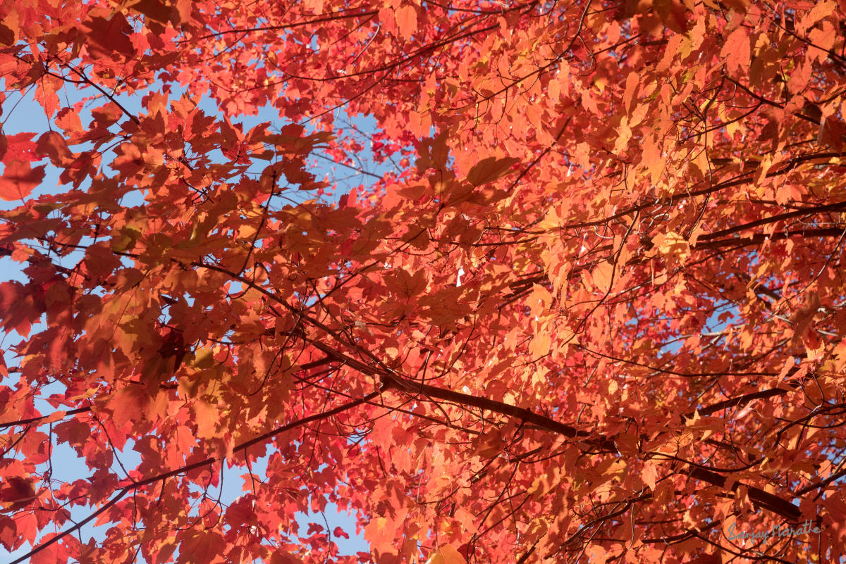 Under The Maple, Fall Foliage by Sanjay Marathe  Image: Captured in their full autumn glory, this series of photographs showcases the striking red vibrancy of maple leaves. Each image reflects the timeless beauty and warmth of fall as nature paints the landscape with bold, fiery colors.