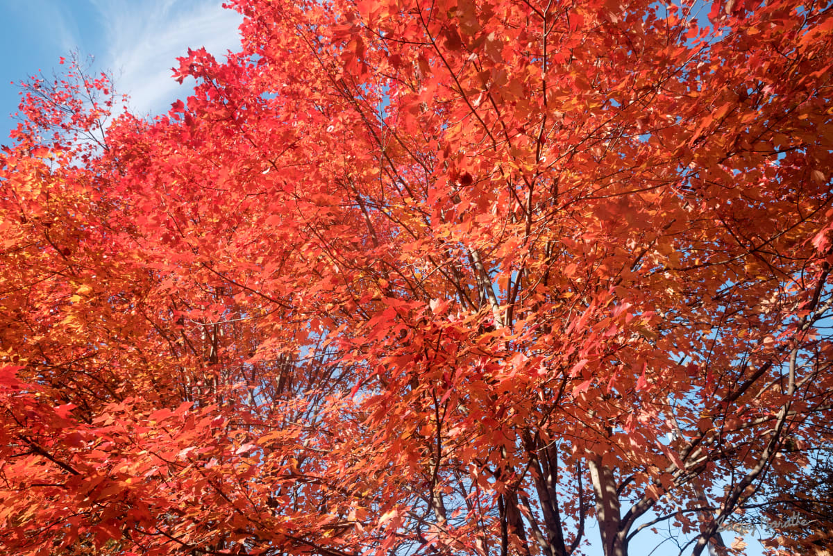 Maple Splash, Fall Colors by Sanjay Marathe  Image: Captured in their full autumn glory, this series of photographs showcases the striking red vibrancy of maple leaves. Each image reflects the timeless beauty and warmth of fall as nature paints the landscape with bold, fiery colors.