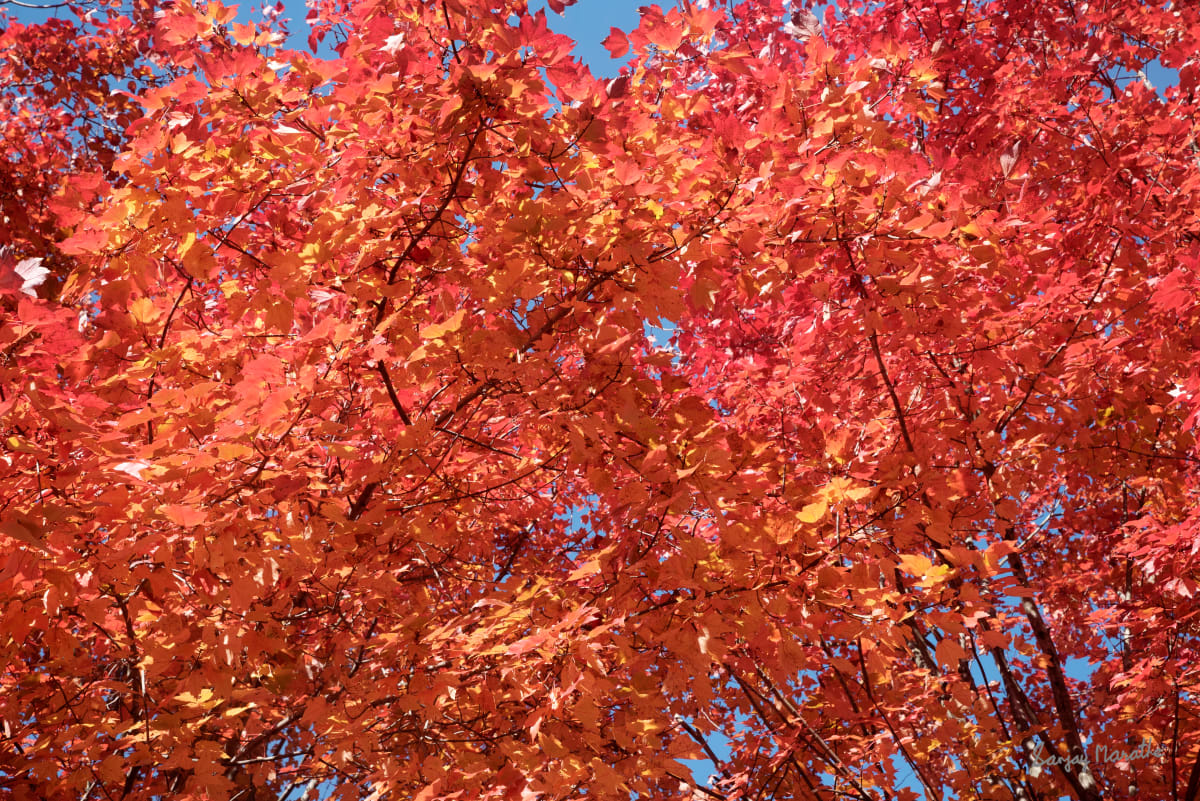 Maple On Fire-3, Fall Foliage by Sanjay Marathe  Image: Captured in their full autumn glory, this series of photographs showcases the striking red vibrancy of maple leaves. Each image reflects the timeless beauty and warmth of fall as nature paints the landscape with bold, fiery colors.