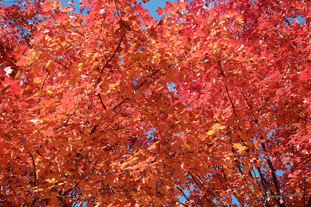 Maple On Fire-3, Fall Foliage by Sanjay Marathe, Image 1.