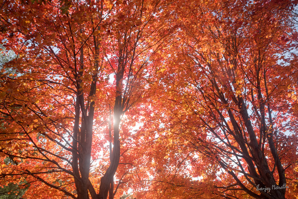 Backlit Maples-1, Fall Treescape by Sanjay Marathe  Image: Captured in their full autumn glory, this series of photographs showcases the striking red vibrancy of maple leaves. Each image reflects the timeless beauty and warmth of fall as nature paints the landscape with bold, fiery colors.