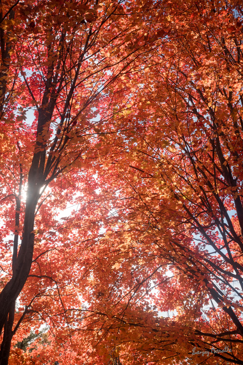 Backlit Maples-2, Fall Treescape by Sanjay Marathe  Image: Captured in their full autumn glory, this series of photographs showcases the striking red vibrancy of maple leaves. Each image reflects the timeless beauty and warmth of fall as nature paints the landscape with bold, fiery colors.