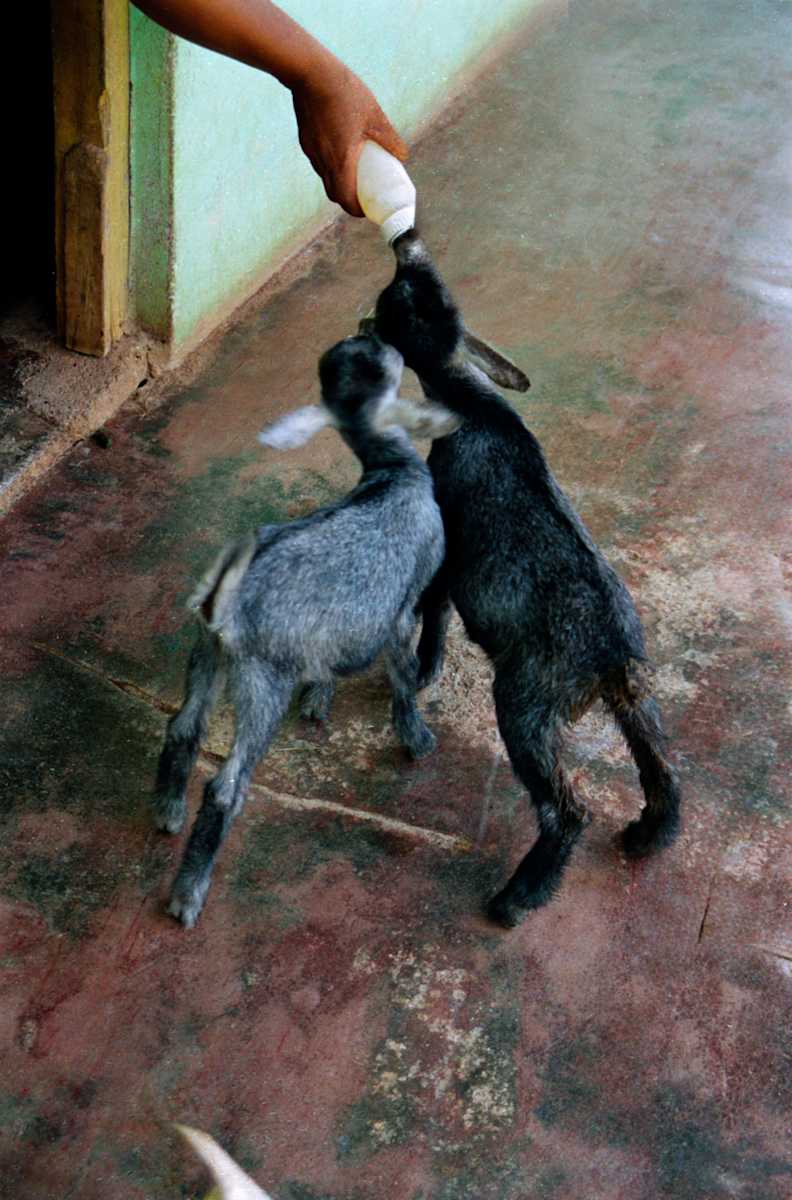 Untitled (Two Goats) by Daniele Tamagni Foundation 