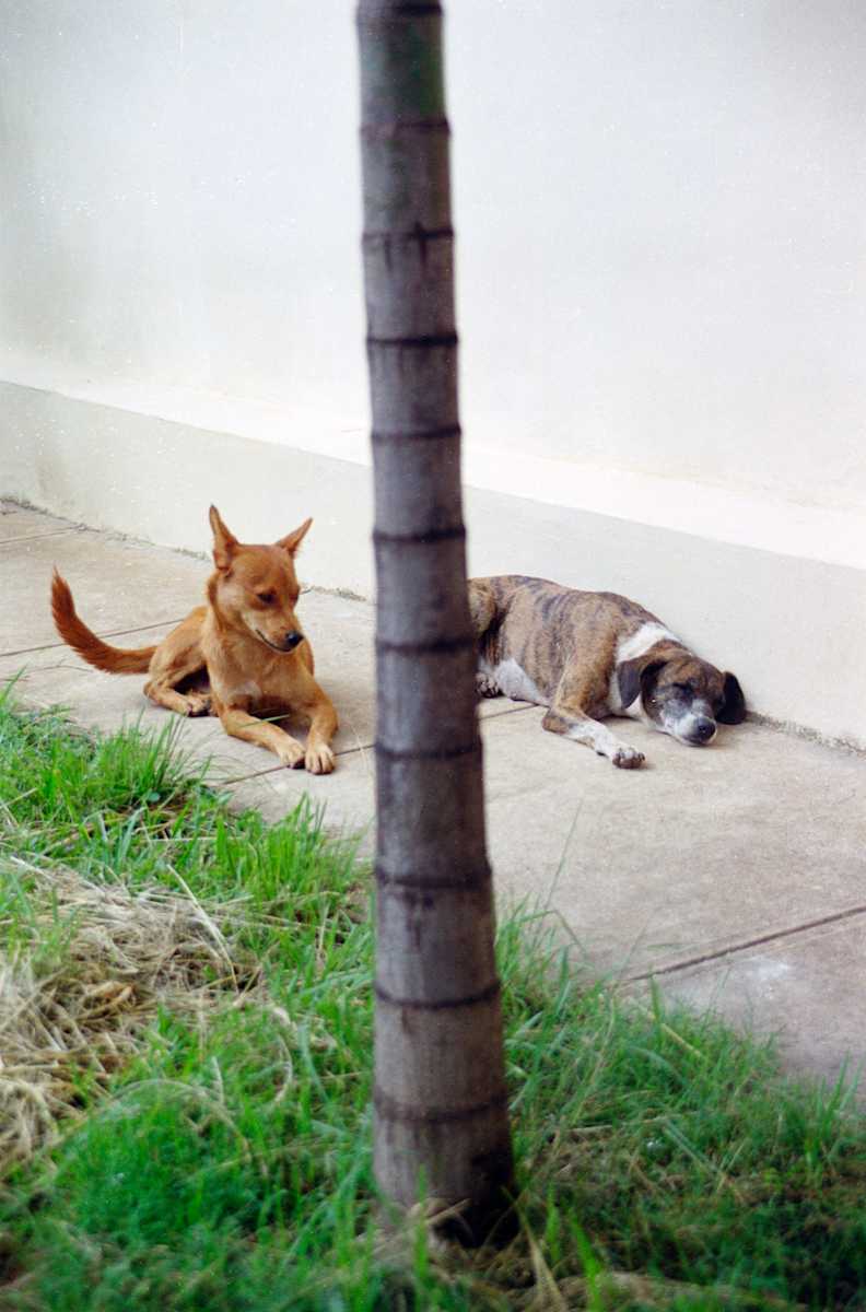 Untitled (Two Dogs) by Daniele Tamagni Foundation 