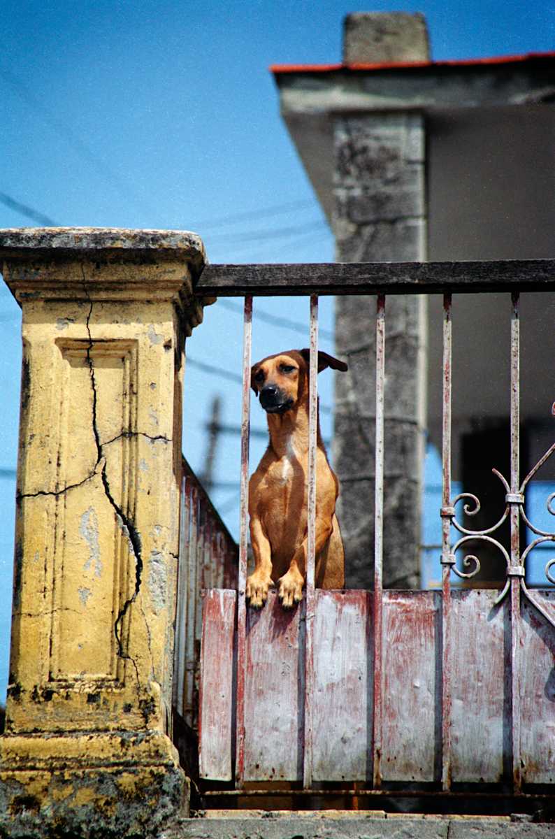 Untitled (The Dog) by Daniele Tamagni Foundation 