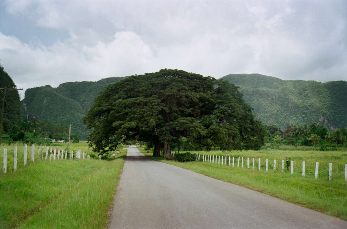 Untitled (Tree) by Daniele Tamagni Foundation 
