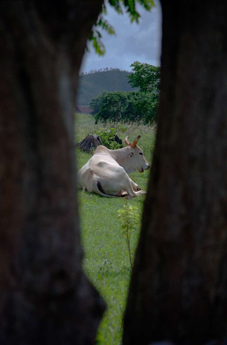 Untitled (Resting Cow) by Daniele Tamagni Foundation 