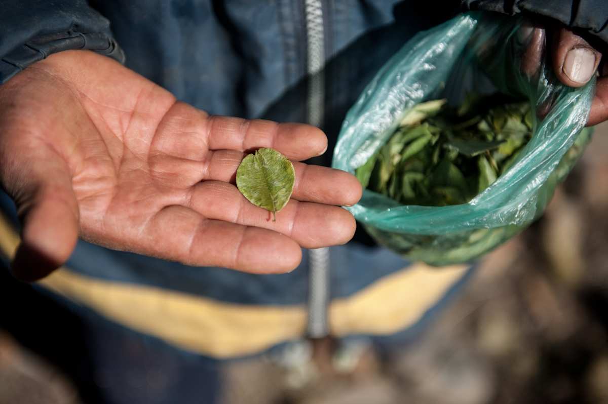 Untitled (Coca Leaves) by Daniele Tamagni Foundation 