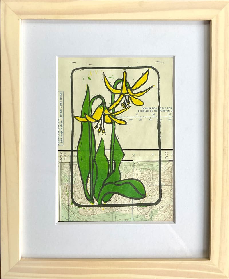 Glacier Lilies 3/13, Image 1.