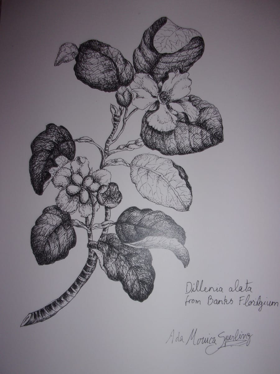 Dillenia alata from Banks Florigium 