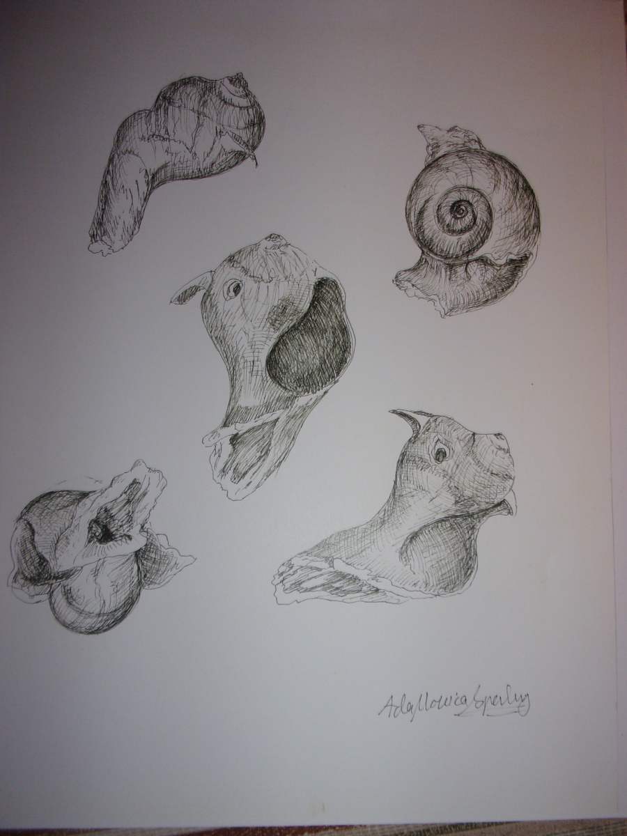 Seashells I by Ada Monica Sperling 