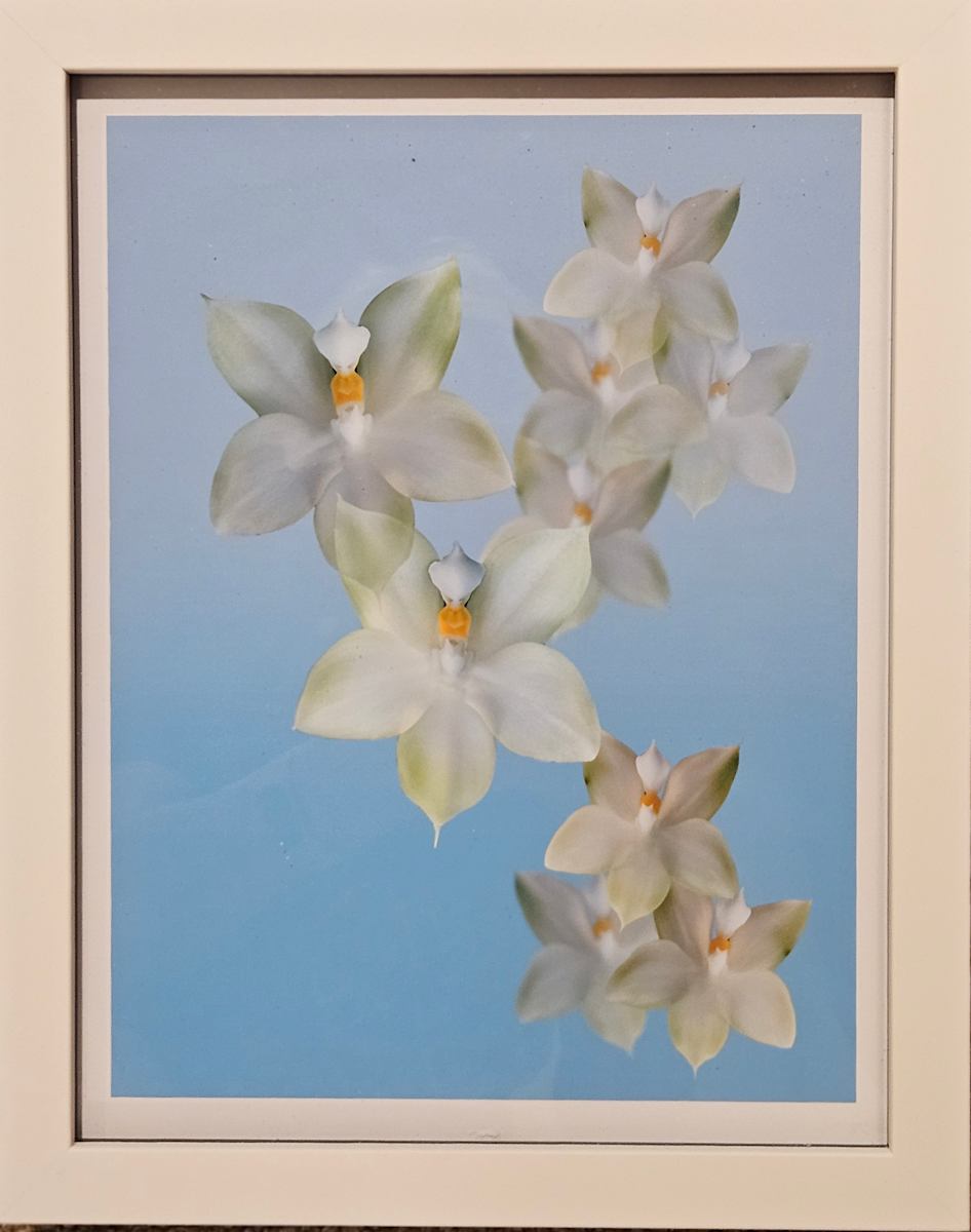 James P Folsum Phaeleanopsis by Wayne Shimabukaro 