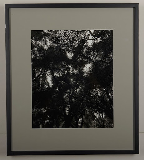 Huntington Oaks by Joel Glassman 