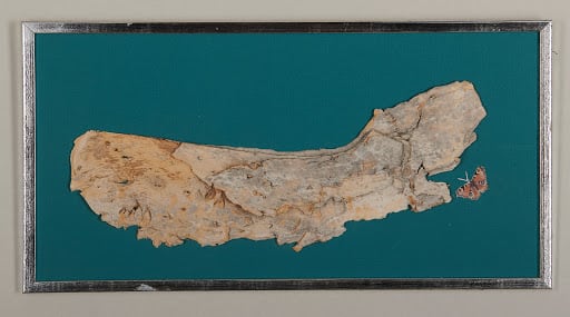 Bark by Pat C Tom 