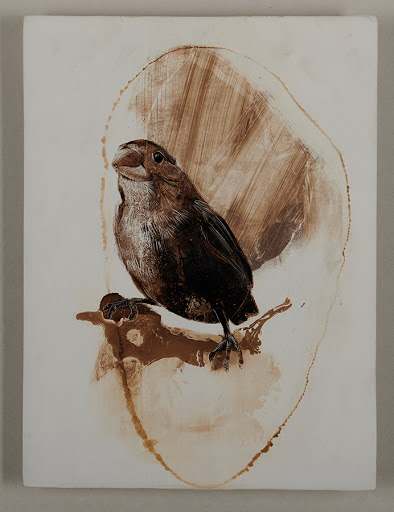 Natural Selection - Finch by James Griffith, Image 1.