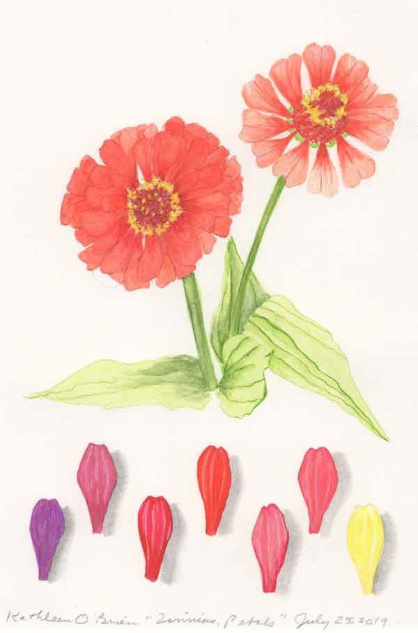 Zinnia, Petals  Image: Zinnia, Petals