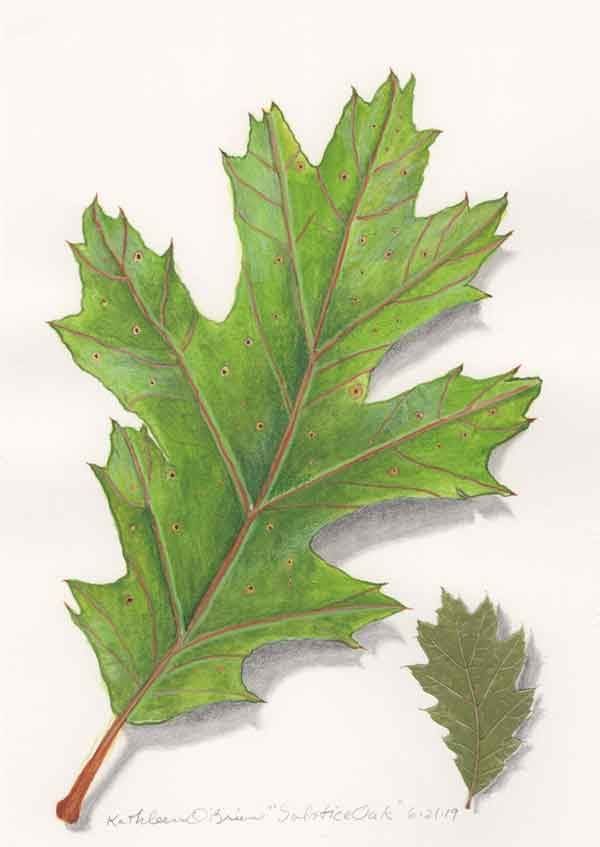 Solstice Oak  Image: Solstice Oak