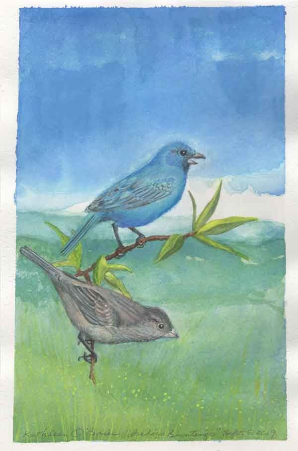 Indigo Buntings  Image: Indigo Buntings