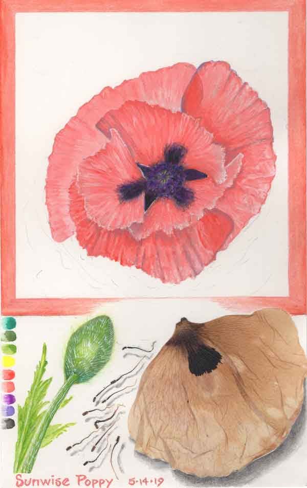 Sunwise Poppy  Image: Sunwise Poppy