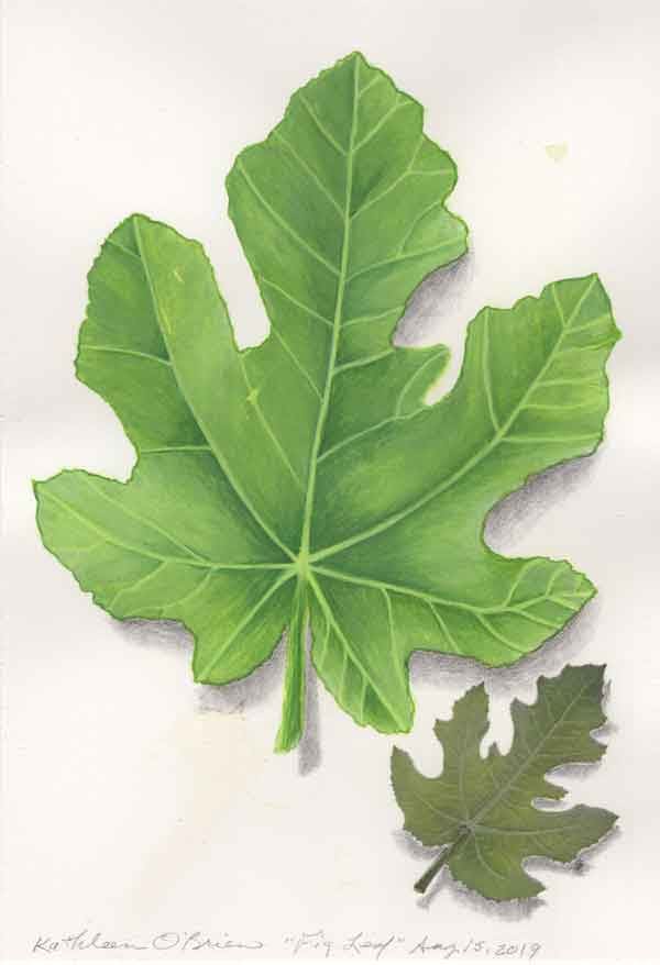 Fig Leaf  Image: Fig Leaf