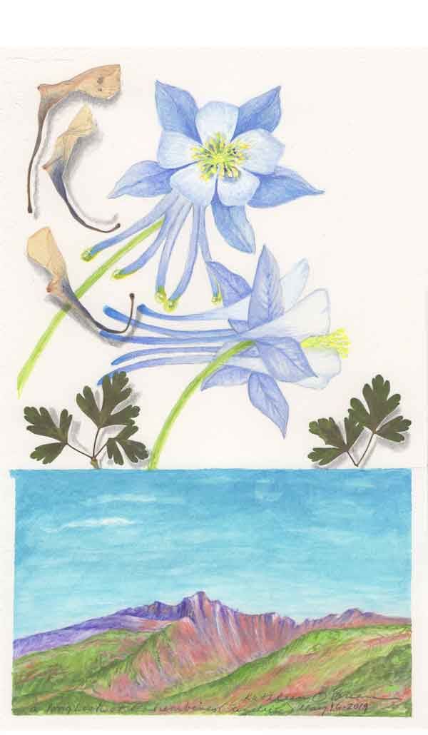 Long Look at Sunwise Coumbines  Image: Long Look at Sunwise Coumbines