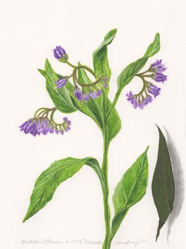 Sunwise Comfrey  Image: Sunwise Comfrey