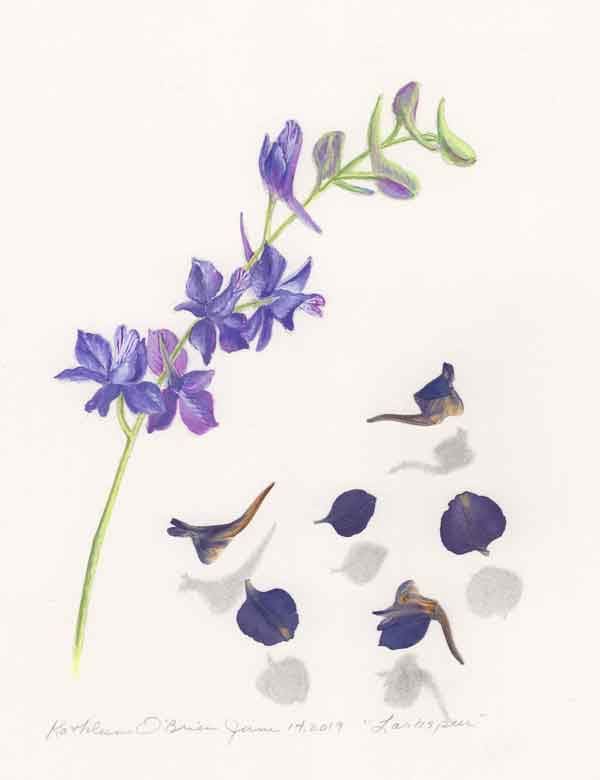 Sunwise Larkspur  Image: Sunwise Larkspur