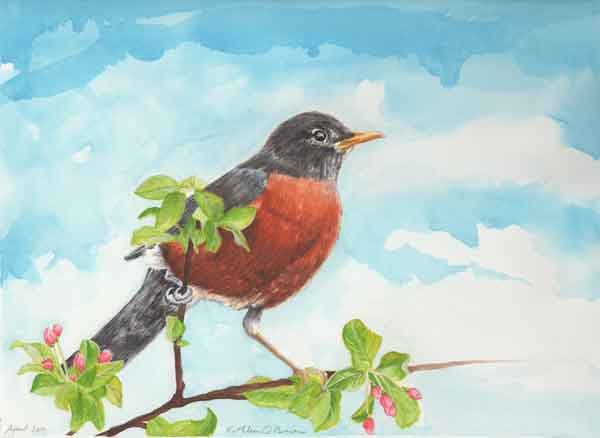 Sunwise Robin  Image: Sunwise Robin