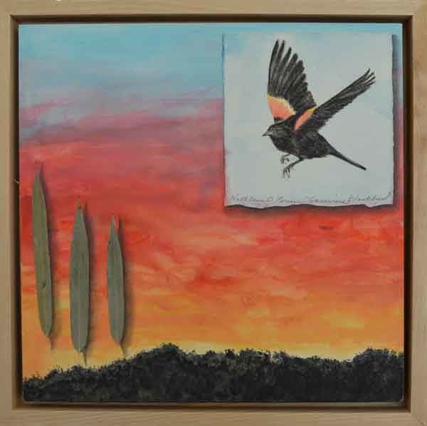 Sunwise Blackbird  Image: Sunwise Blackbird