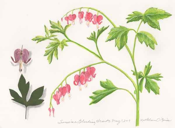 Sunwise Bleeding Hearts  Image: Sunwise Bleeding Hearts