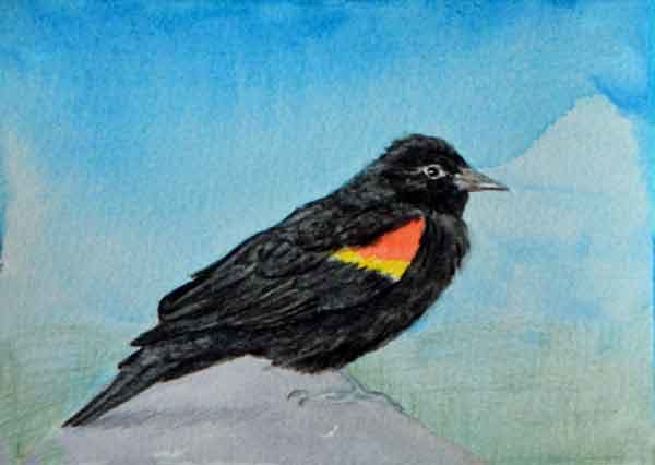 Redwinged Blackbird 2  Image: Redwinged Blackbird 2