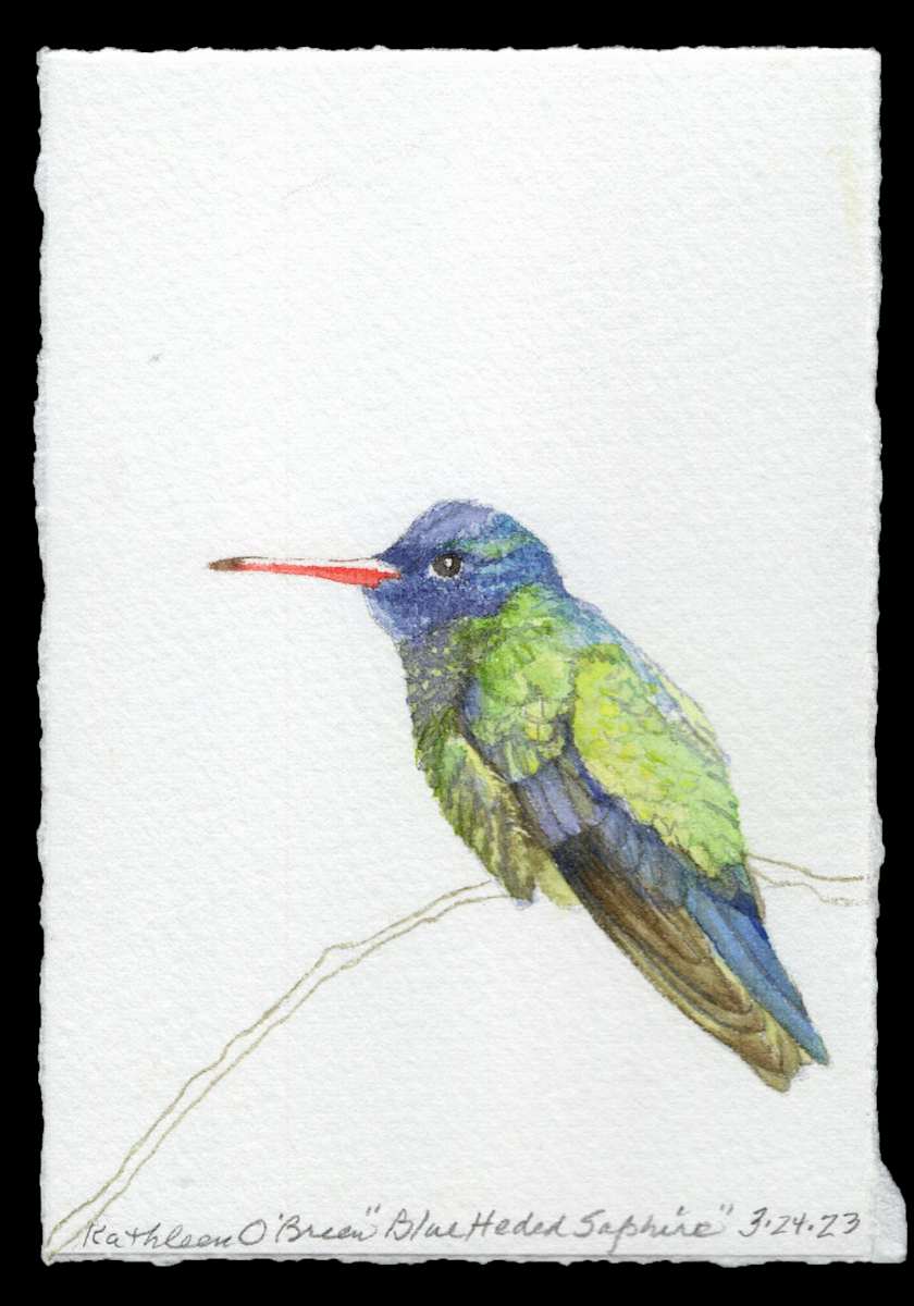 Hummingbird Joy, Blue Headed Saphire by Kathleen O'Brien 