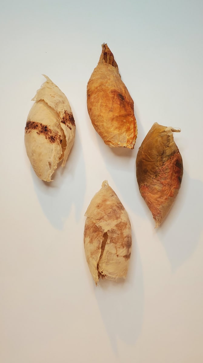 Lapidoptera by CLaire Renaut, Image 1.
