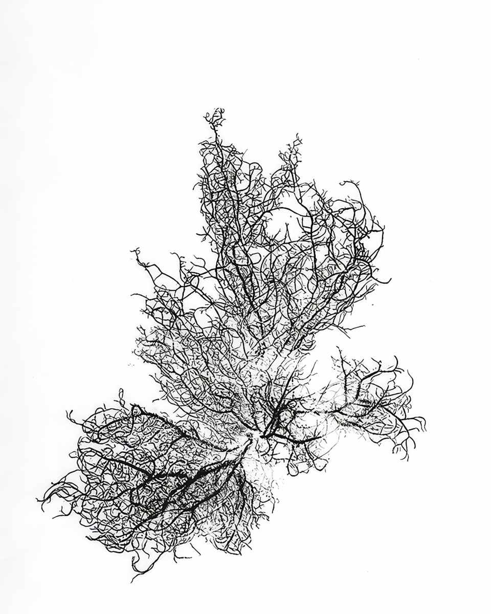 Large Usnea by Allison Belolan 