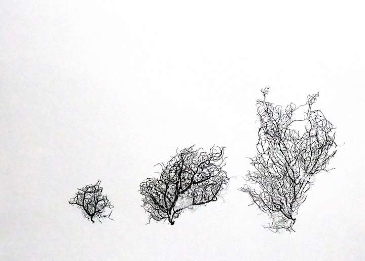 3 Usnea by Allison Belolan, Image 1.