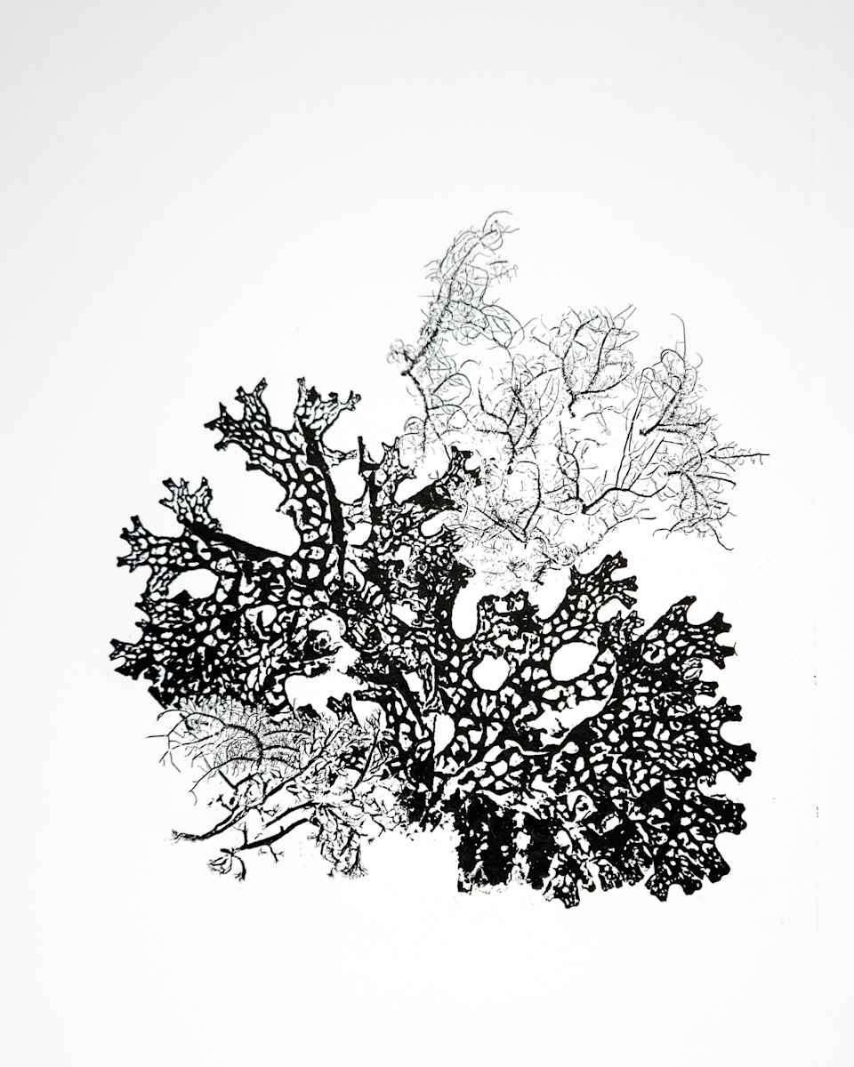 Lichen 4 Ways by Allison Belolan 