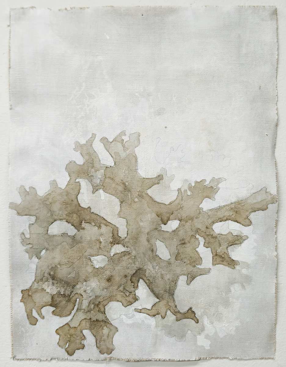 Lobaria Study 1 by Allison Belolan, Image 1.