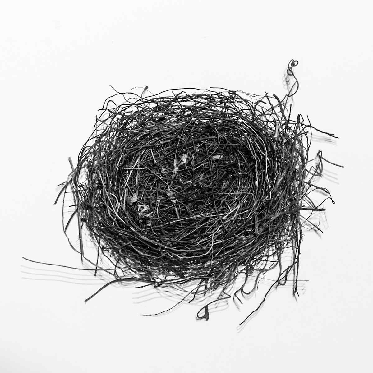 WPR Birds Nest by Allison Belolan, Image 2.
