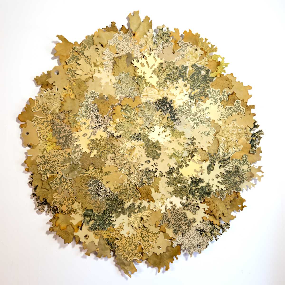 Lobaria pulmonaria 1 by Allison Belolan 