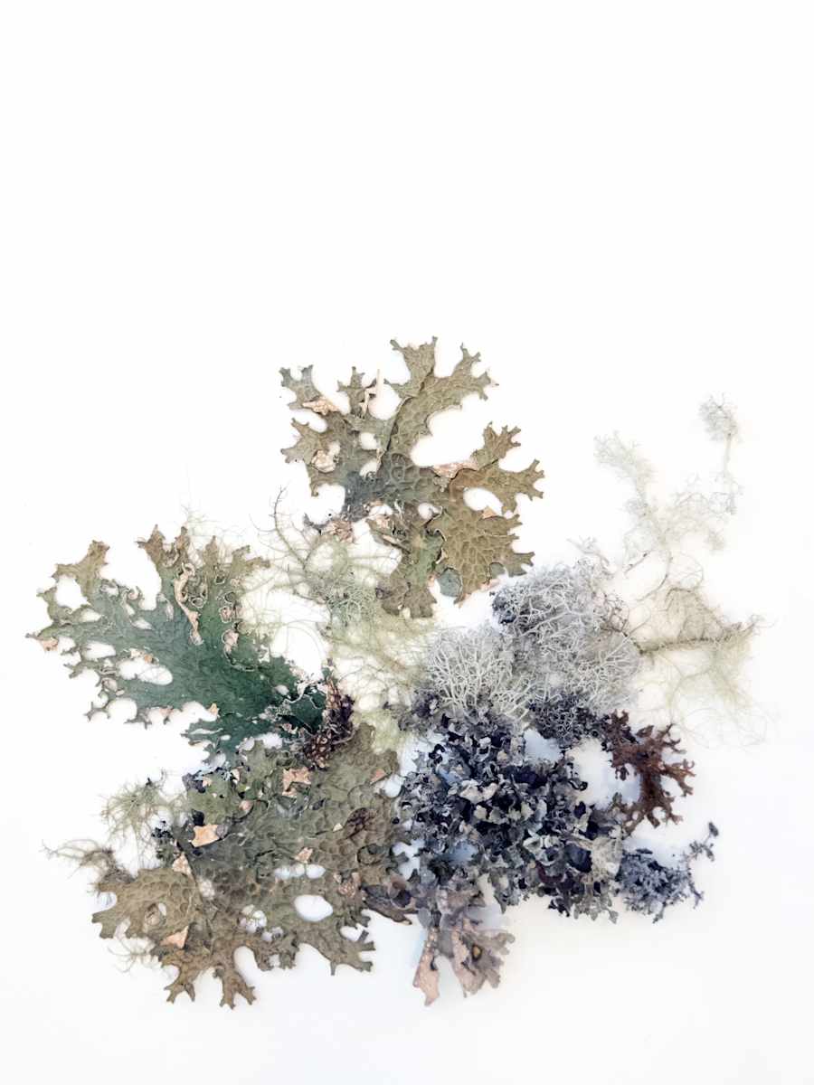 Lichen 5 Ways  20x16 by Allison Belolan 