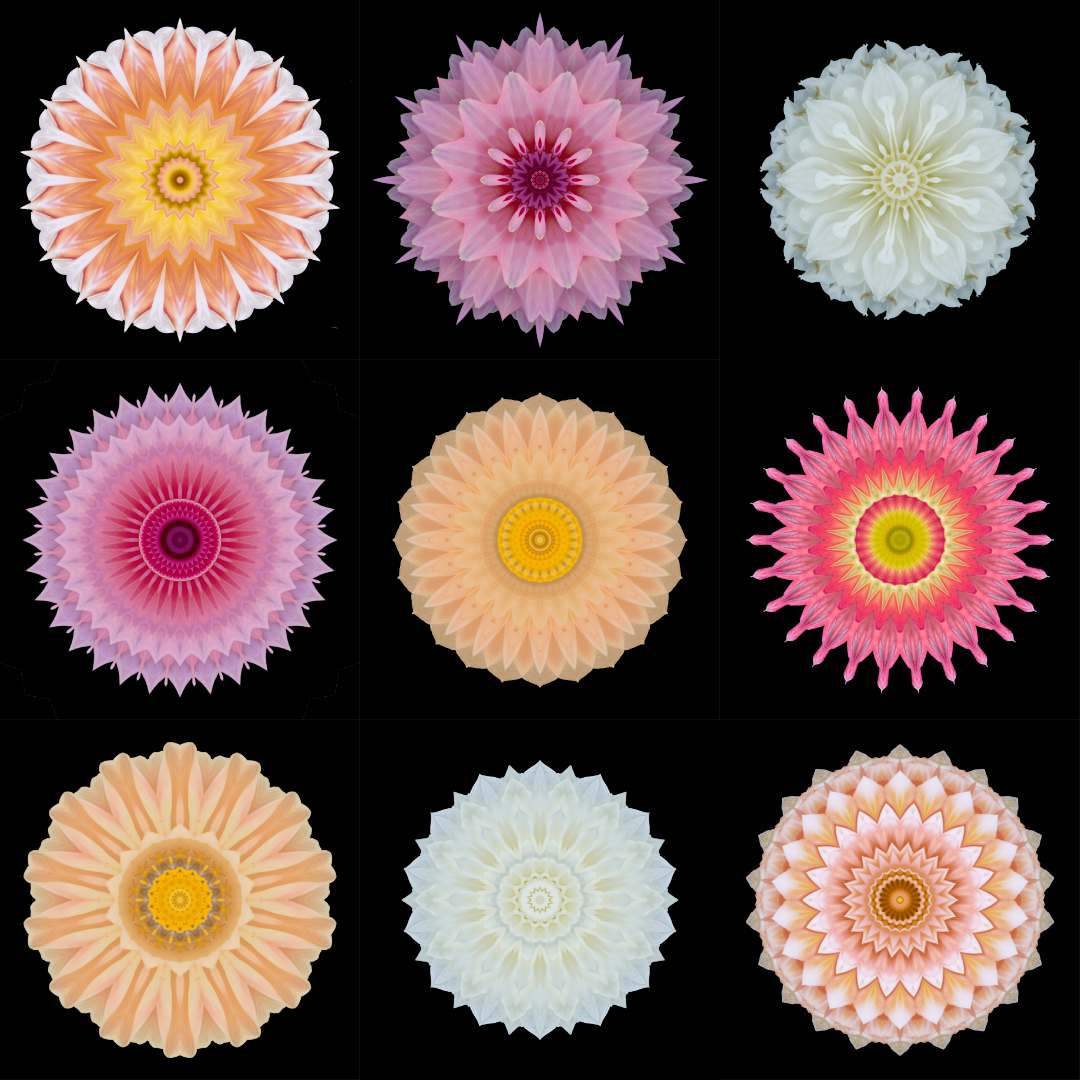 Dahlia Chorus by Stephen Calhoun 