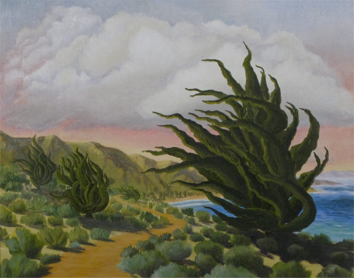 Cypress, Santa Barbara by Carol Geyer 