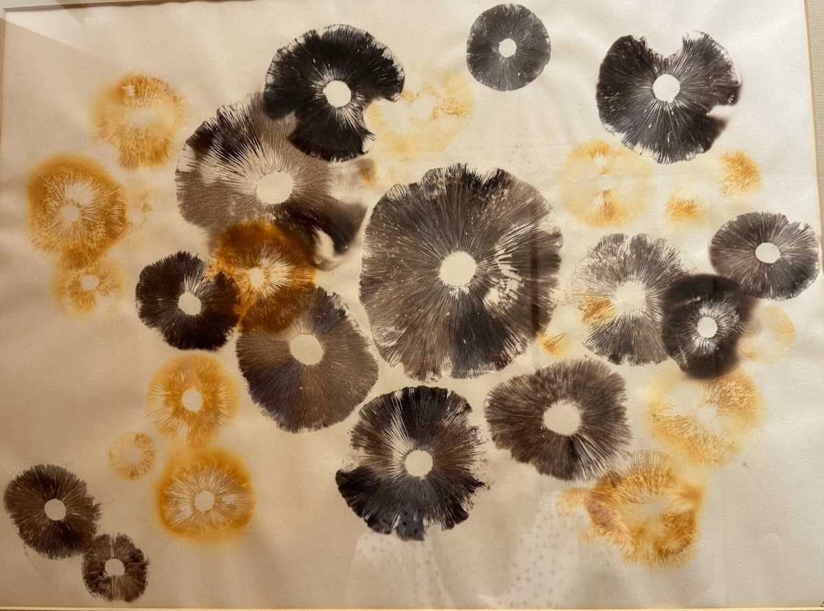 Mushrooms by Athena Tacha 