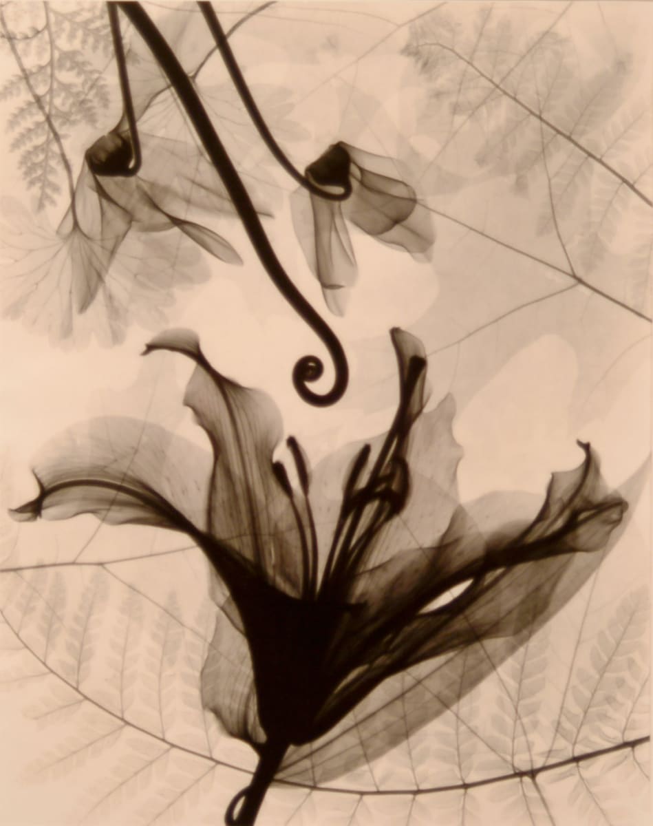 Optic Exploration: Lilium by Judith McMillan, Image 1.