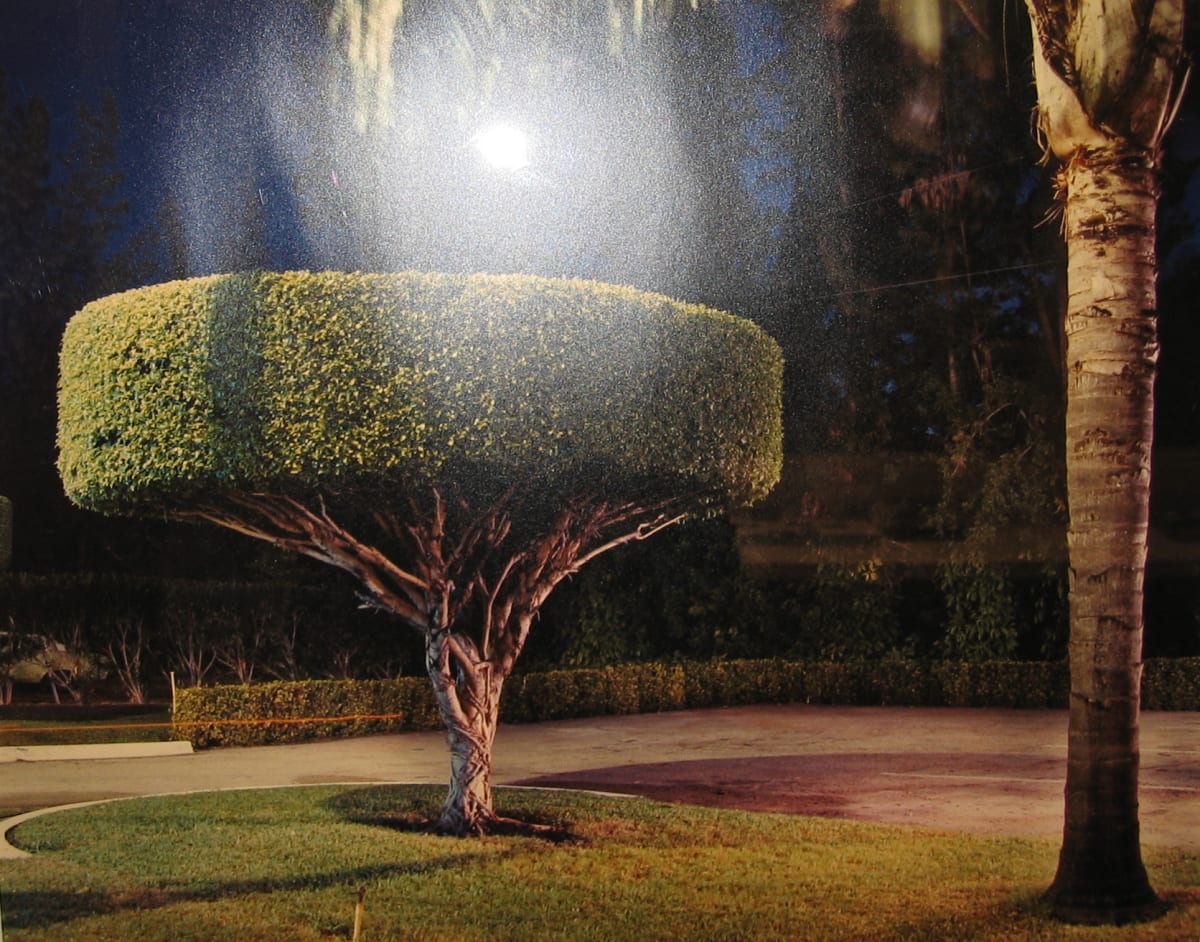 Topiary by Penny Rakoff 