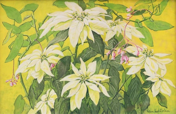 White Poinsettias by William Joseph Eastman 